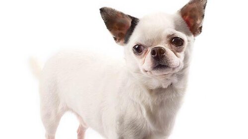 Chihuahua