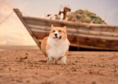 Welsh Corgis