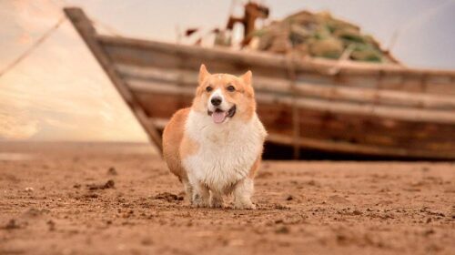 Welsh Corgis
