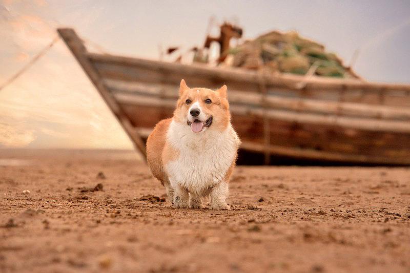 Welsh Corgis