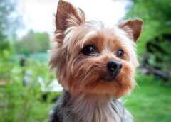 Yorkshire Terrier Dog