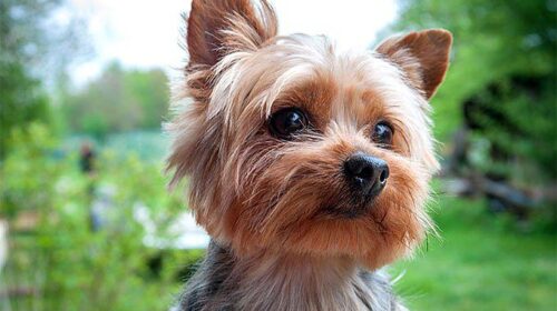 Yorkshire Terrier Dog