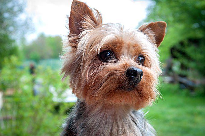 Yorkshire Terrier Dog