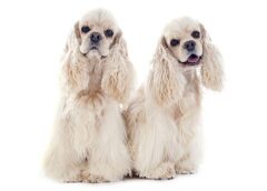 Cocker Spaniel
