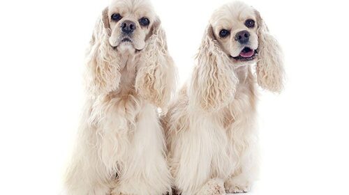Cocker Spaniel