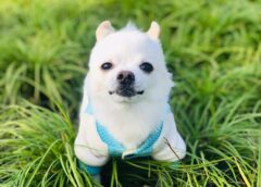 Pomeranian
