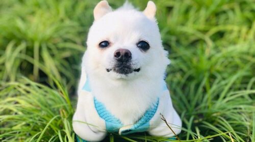 Pomeranian