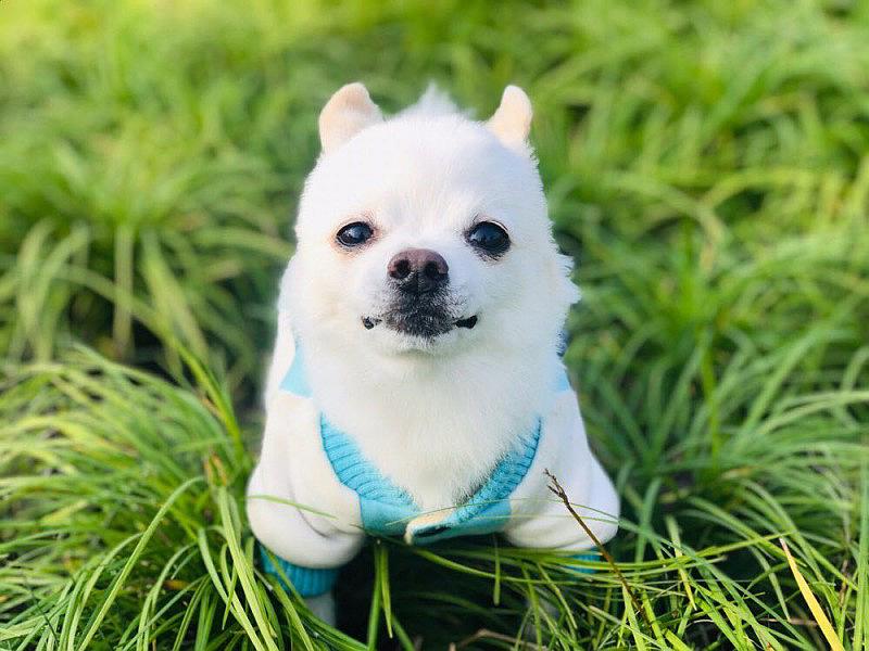 Pomeranian